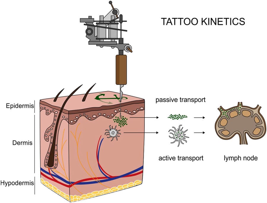 Active Transport Tattoo Ink